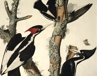 Picchio dal becco avorio, da Birds of America, inciso da Robert Havell (dettaglio) da John James Audubon